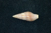 藏品(蛹筆螺)的圖片